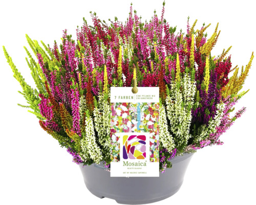 7 färger knoppande ljung FLORASELF Calluna vulgaris 'Beauty Ladies Mosaica' krukstorlek Ø23cm blandade färger Färgglad ljungplanta i kruka med Mosaica-logotyp