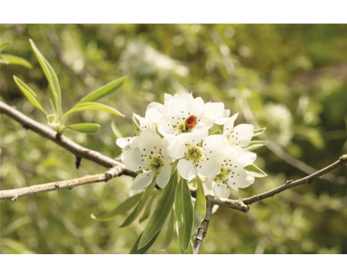 Närbild av en gren med vita blommor och en nyckelpiga