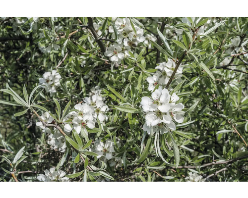 Silverpäron OMNIA GARDEN Pyrus salicifolia Pendula 60cm Silverpäron OMNIA GARDEN Pyrus salicifolia Pendula 60cm