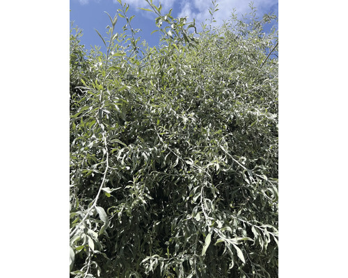 Närbild av silverbuske med blad mot en blå himmel