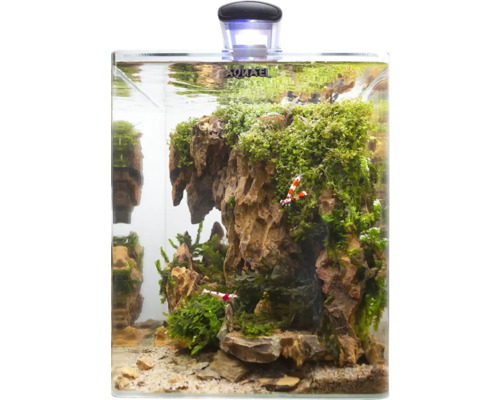 Dekorativt akvarium med stenar, mossa och räkor