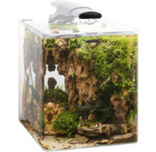 Akvarium med dekoration, växter och räkor