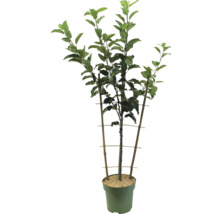 Bio höstäpple spaljé FLORASELF Bio Malus domestica 'Elstar' Co 5L
