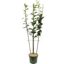 Träd i kruka med spaljé