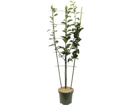 Träd i kruka med spaljé