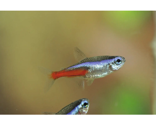 Neon Tetra fisk för akvarier