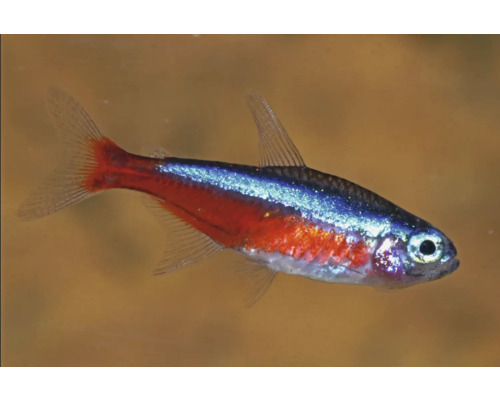 Akvariefisk Kardinaltetra odlad 2,3-2,7cm Närbild av en neonfisk