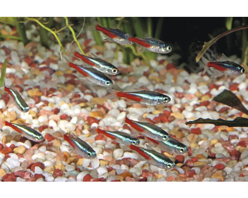 Grupp neonfiskar i akvarium med stenar