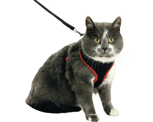 Grå katt med kattsele och koppel