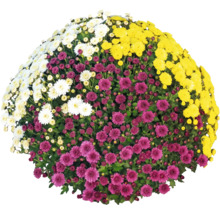 Krysantembuske med vita, gula och violetta blommor