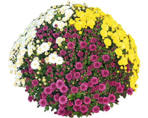 Krysantemum Party Trio FLORASELF Chrysanthemum indicum Trio Ø19cm omkrets planta ca 55cm tillfälligt sortiment