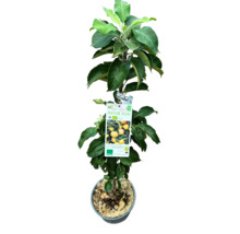 Dvärgäppelträd FLORASELF Bio Malus Starline 'Orange Crimson' 60-80cm Co 7,5L