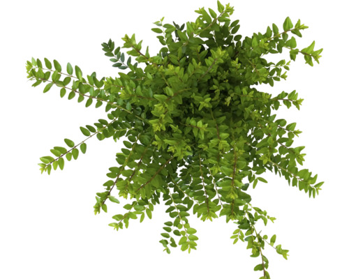 Överblicksbild av en städsegrön tryväxt