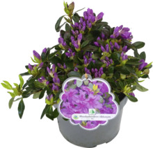 Lila rhododendron i kruka