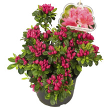 Japansk azalea i kruka med röda blommor