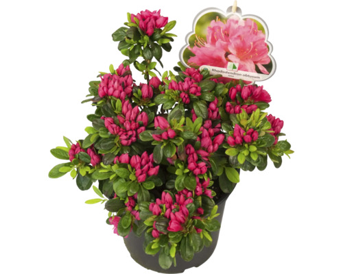 Japansk azalea i kruka med röda blommor