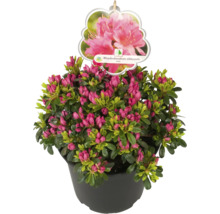 Japansk azalea i kruka med knoppar