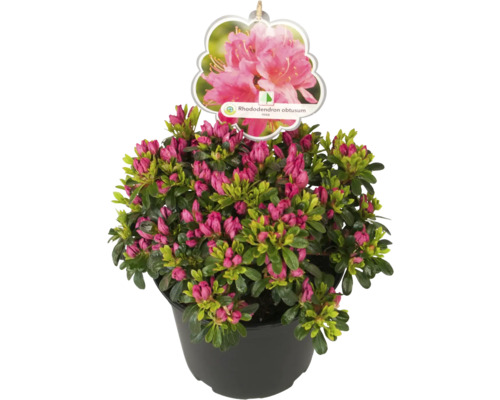 Japansk azalea i kruka med knoppar