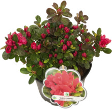 Azalea Canzonetta i kruka med röda blommor