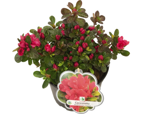 Azalea Canzonetta i kruka med röda blommor