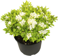 Azalea i kruka med vita blommor och gröna blad