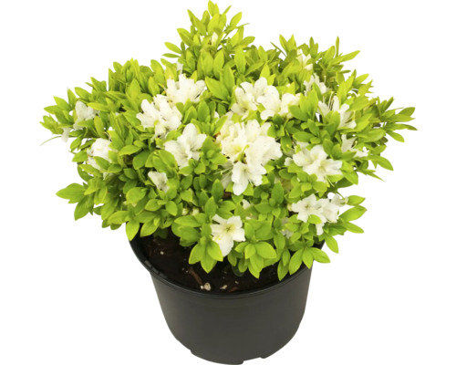 Azalea i kruka med vita blommor och gröna blad