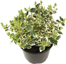 Klätterbenved FLORASELF Euonymus fortunei 'Emerald Gaiety' Ø13cm