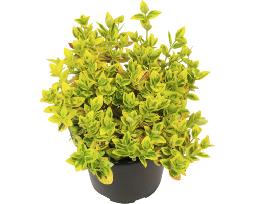 Klätterbenved FLORASELF Euonymus fortunei 'Emerald n Gold' Ø13cm