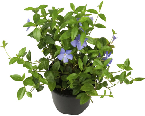 Vintergröna växt i kruka