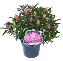 Rhododendron i kruka med blomknoppar och etikett