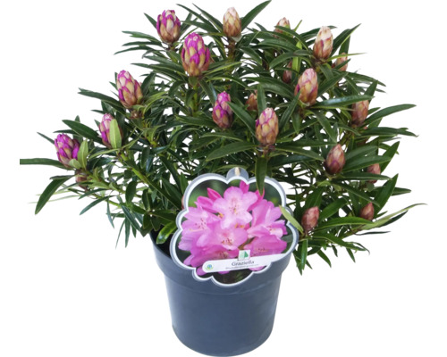 Rhododendron i kruka med blomknoppar och etikett