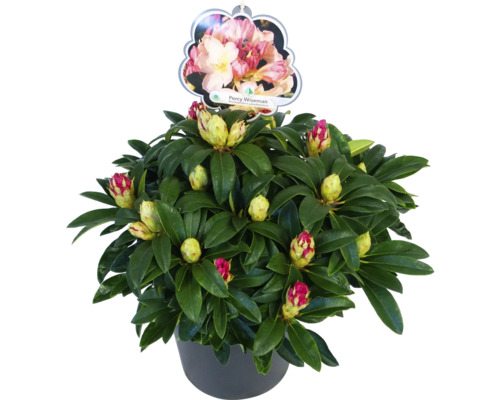Rhododendron ''Percy Wiseman'' i kruka med blomknoppar och växtetikett