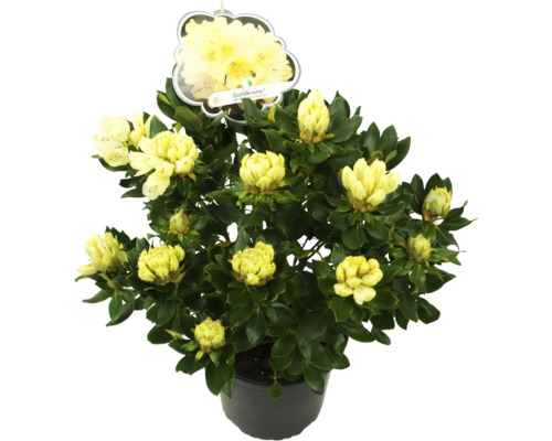 Rhododendron ''Goldkrone'' i kruka med gula blommor