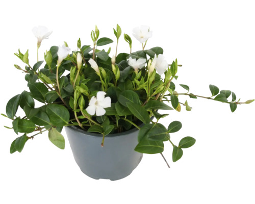 Vit vintergröna FLORASELF Vinca minor 'Alba' krukstorlek Ø13cm