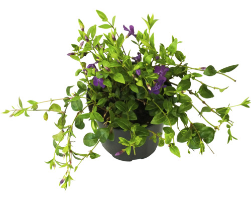 Violettblommande vintergröna FLORASELF Vinca minor 'Atropurpurea' krukstorlek Ø13cm Vintergröna växt i kruka med violetta blommor