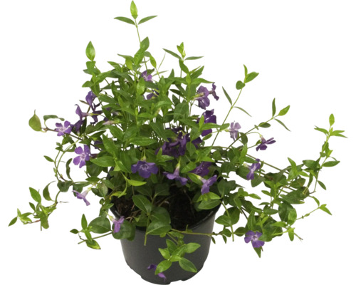 Vintergröna med lila blommor i kruka