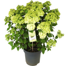 Paniksyrenhortensia Pandora i kruka