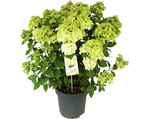Paniksyrenhortensia Pandora i kruka