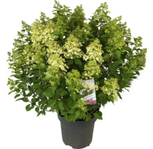 Hortensia i kruka