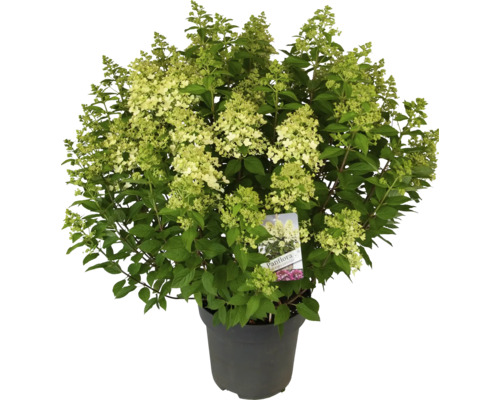 Hortensia i kruka