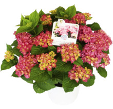 Hortensia Hydrangea macrophylla 'DIVA FIORE®' Co 14L sorterad