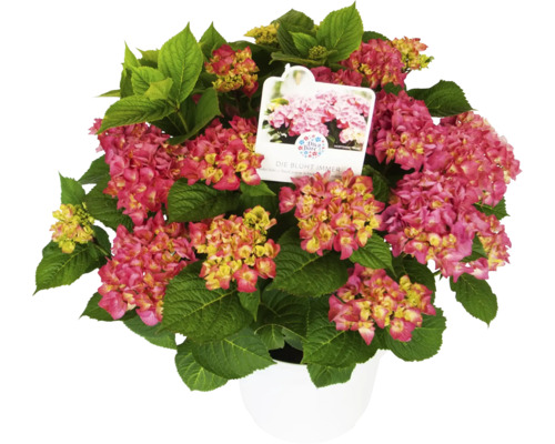 Klothortensia i kruka med rosa blommor och gröna blad