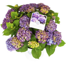 Hortensia Hydrangea macrophylla 'DIVA FIORE®' Co 14L sorterad