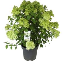Hortensia ''Panenka'' i kruka