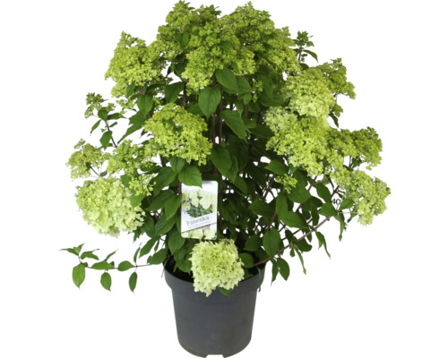 Hortensia ''Panenka'' i kruka