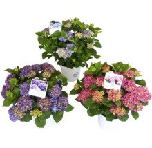 Hortensia Hydrangea macrophylla 'DIVA FIORE®' Co 14L sorterad