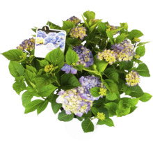 Hortensia Hydrangea macrophylla 'DIVA FIORE®' Co 14L sorterad