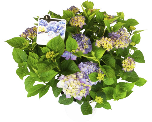 Hydrangeaväxt med blågula blommor och gröna blad i kruka
