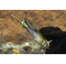 Moskito fisk i akvarium