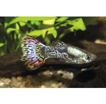 Guppyfisk i akvarium